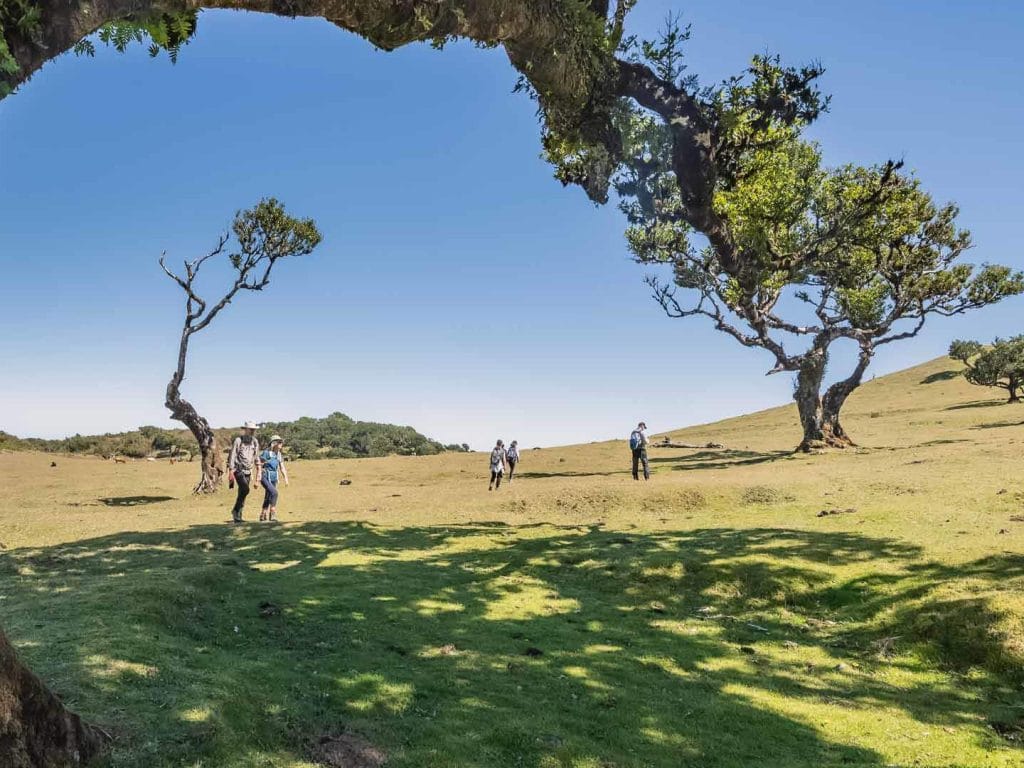 Vereda do Fanal una de las rutas que ver en Madeira