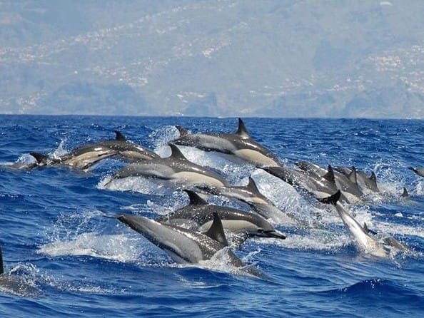 Delfines nadando en la isla de Madeira