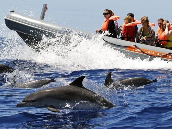 Tour para ver delfines, una de las mejores cosas que hacer en Madeira